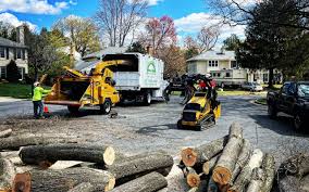 How Our Tree Care Process Works  in  Madeira, OH