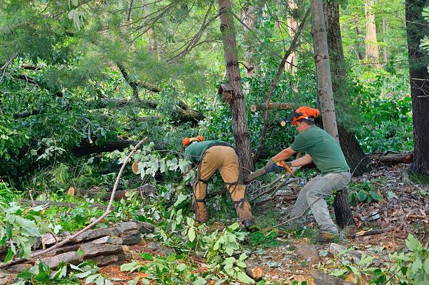 Best Tree Health Inspection  in Madeira, OH